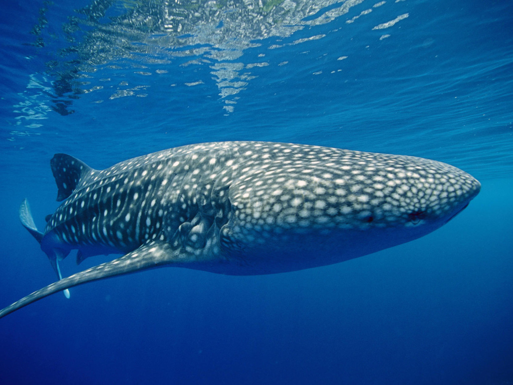 Тигровая акула