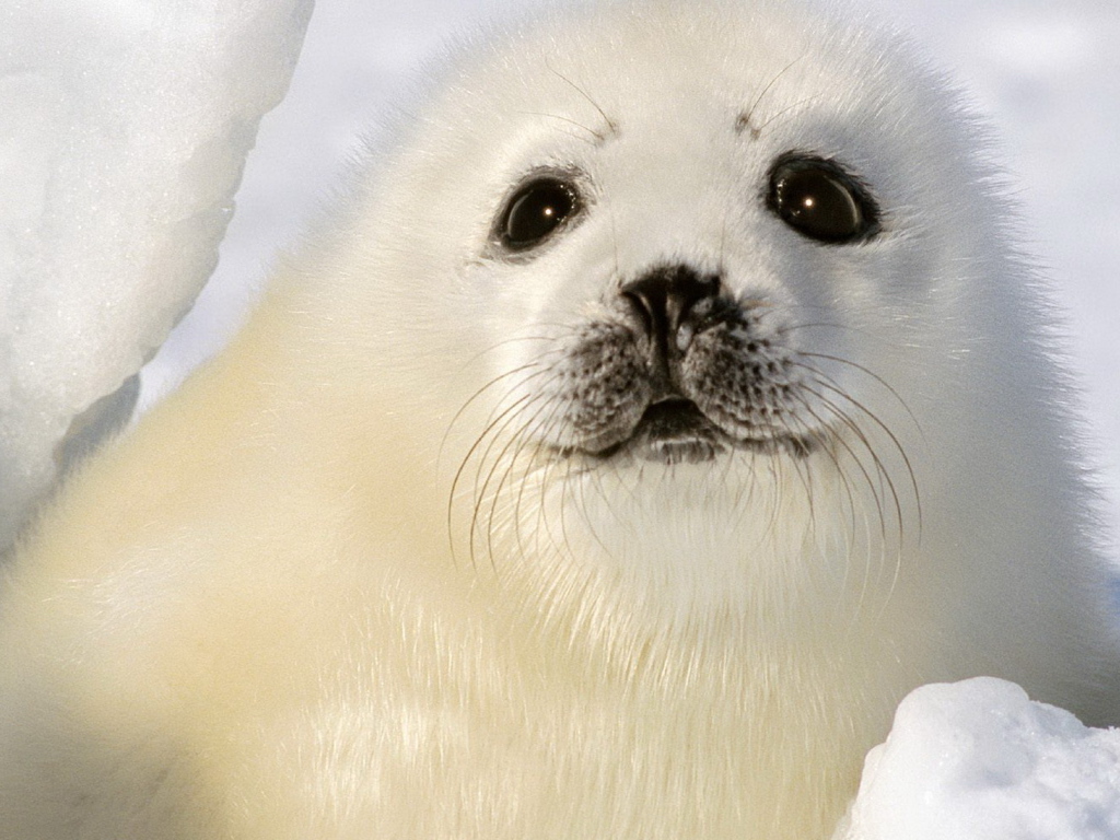 Малыш тюлень