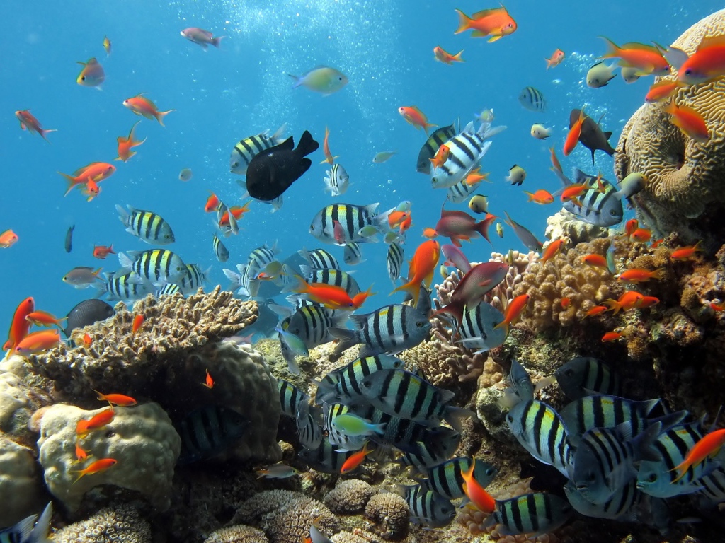 Аквариум рыбки на рабочем столе