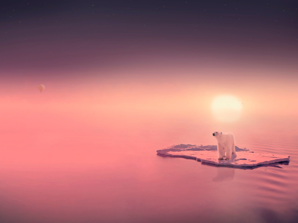 Медведь путешественник