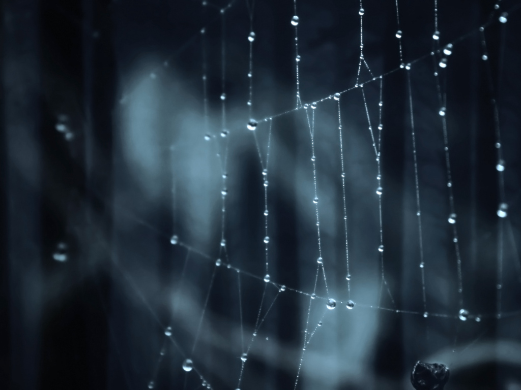 Паутина паук лес