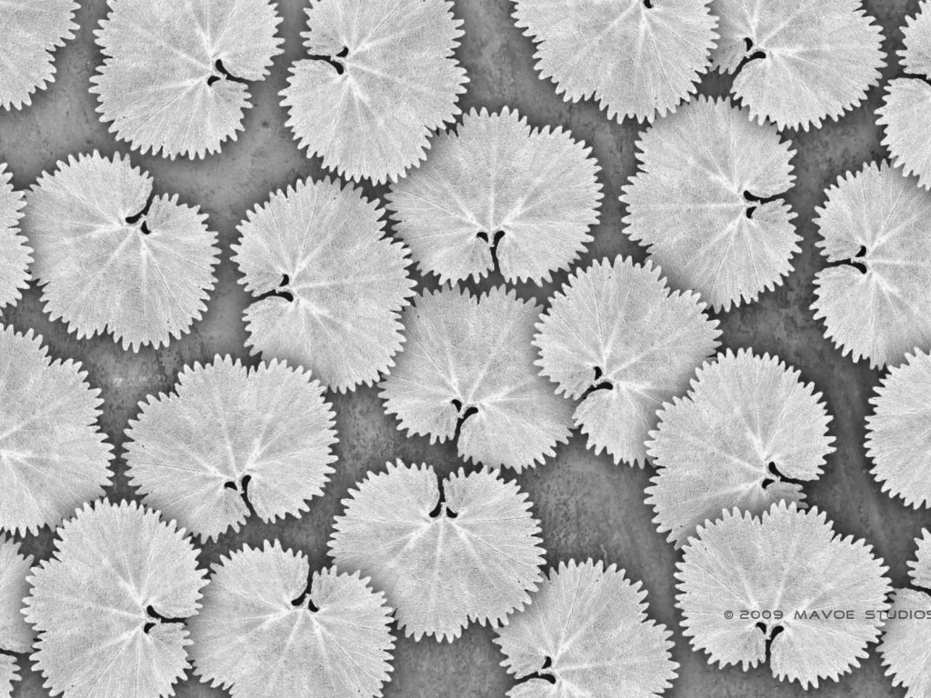 Белые листья