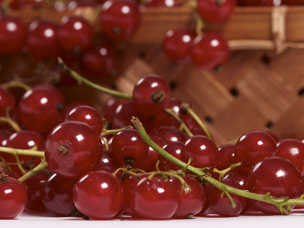 Красная смородина