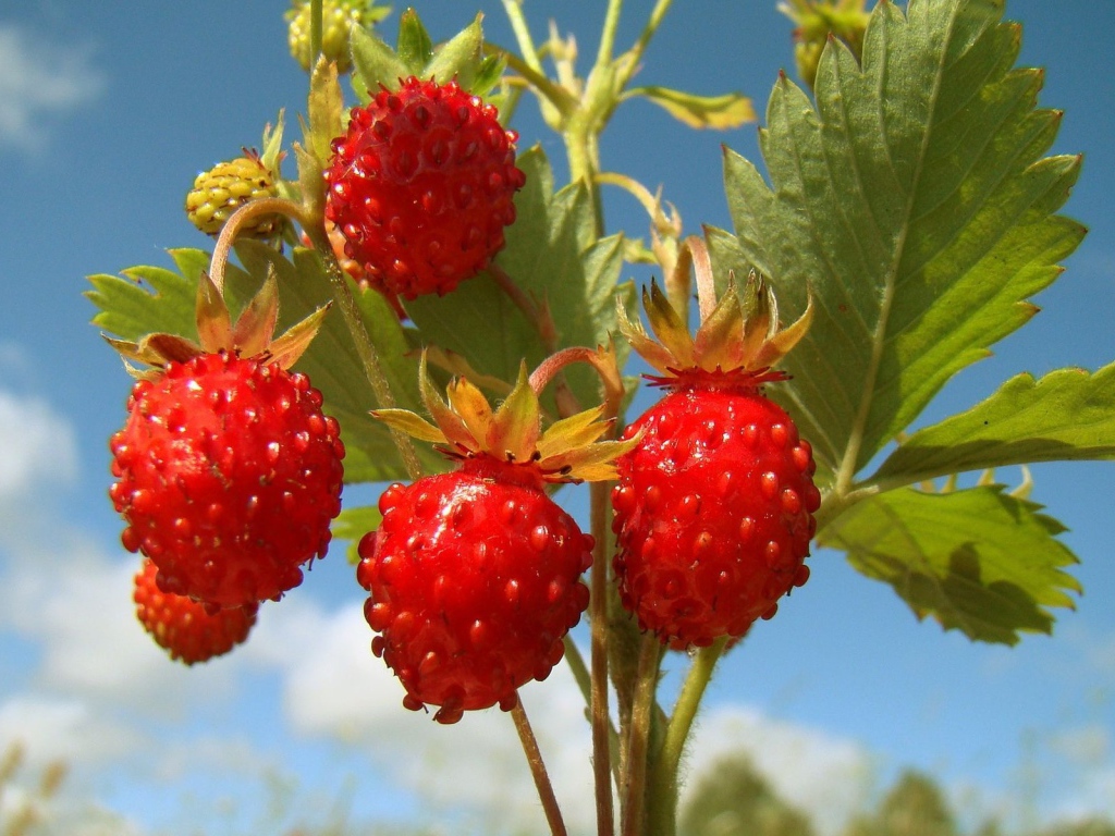 Земляничка