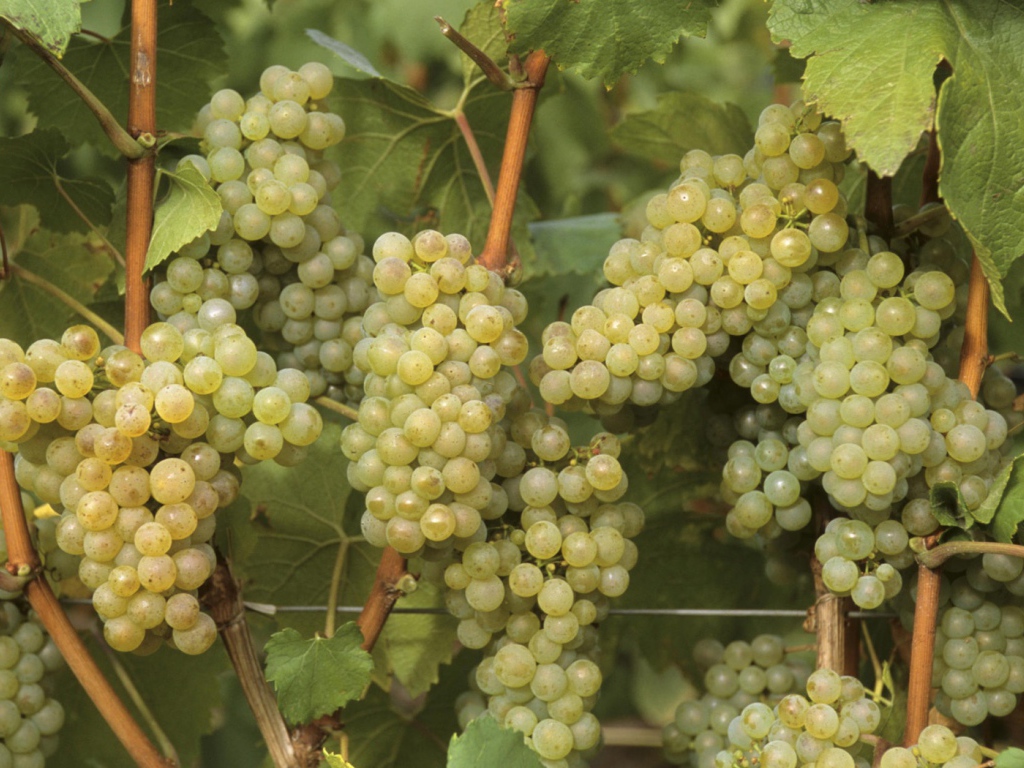Виноградная лоза
