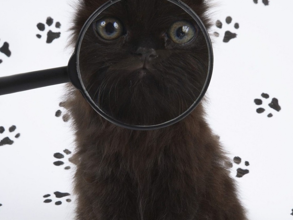 Смешной котэ