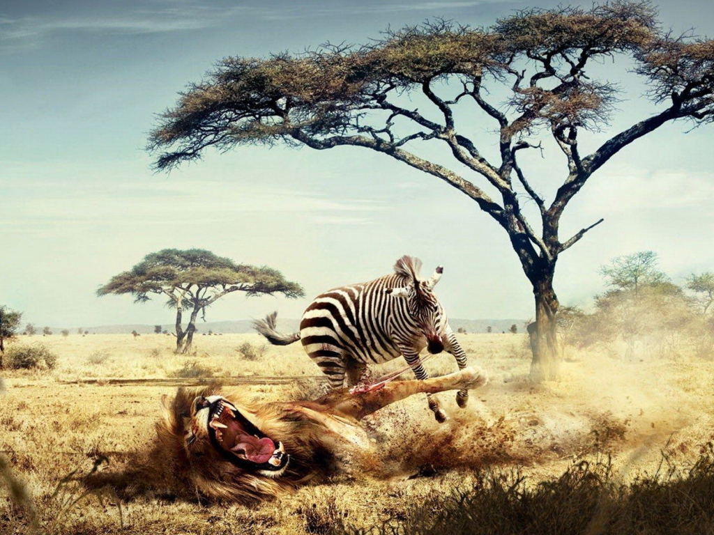 Зебра напала на льва