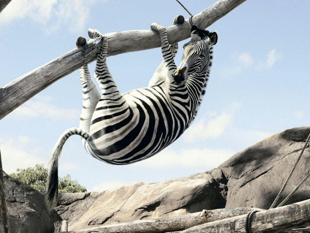 Зебра на ветке