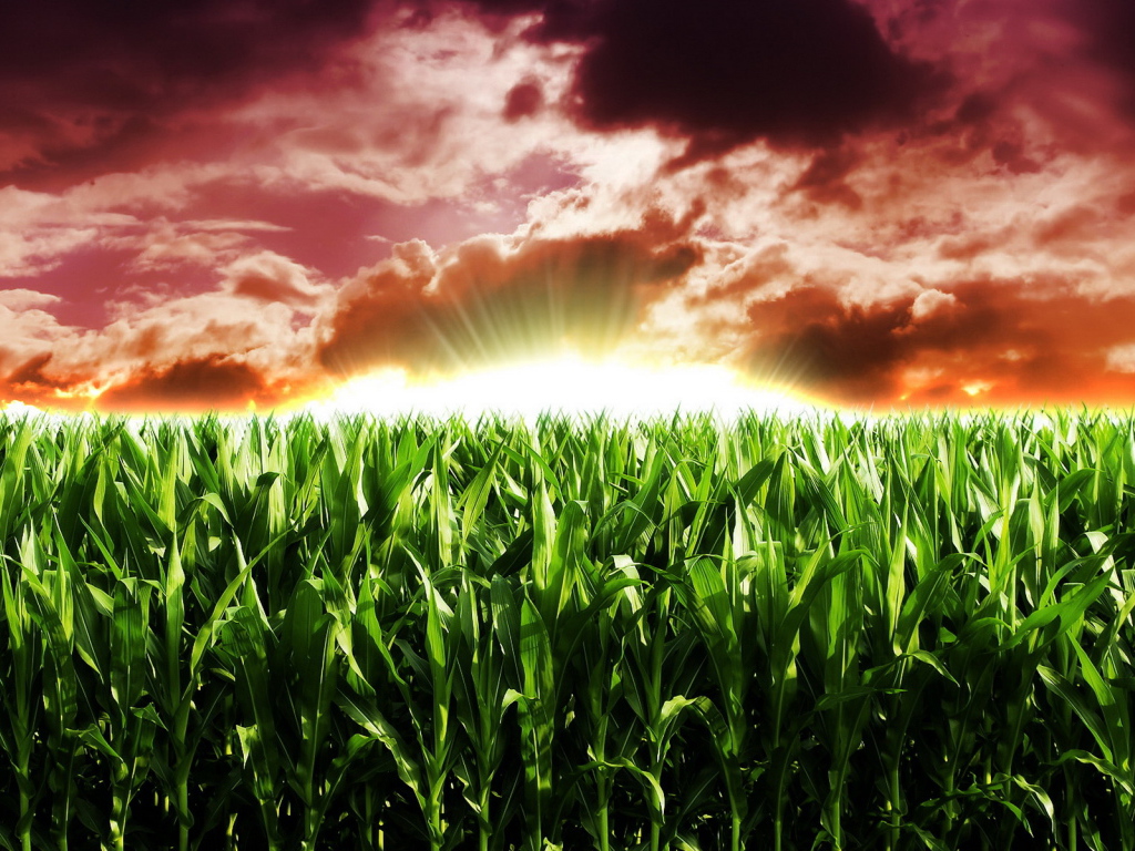 Кукурузное поле на рассвете