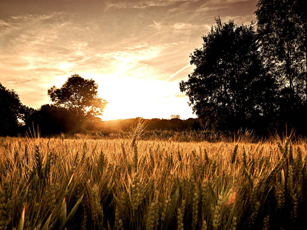 Пшеничное поле на закате
