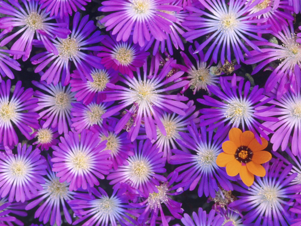 Букет красивых цветов