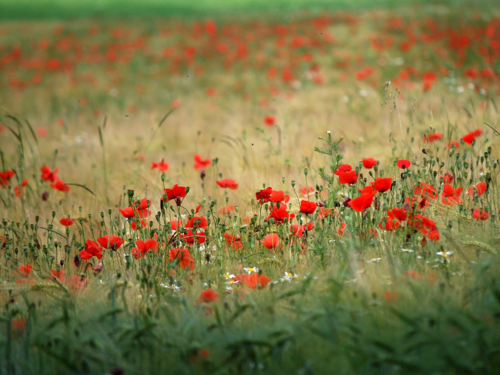 Поле красивых цветов