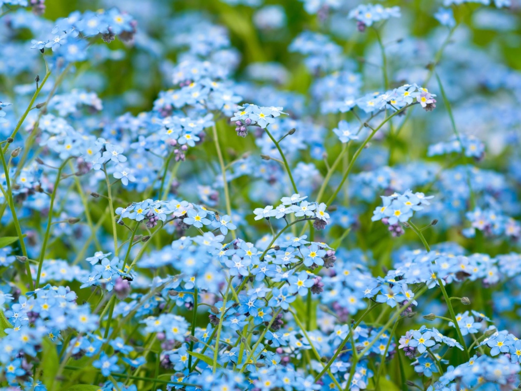 Цветочное поле