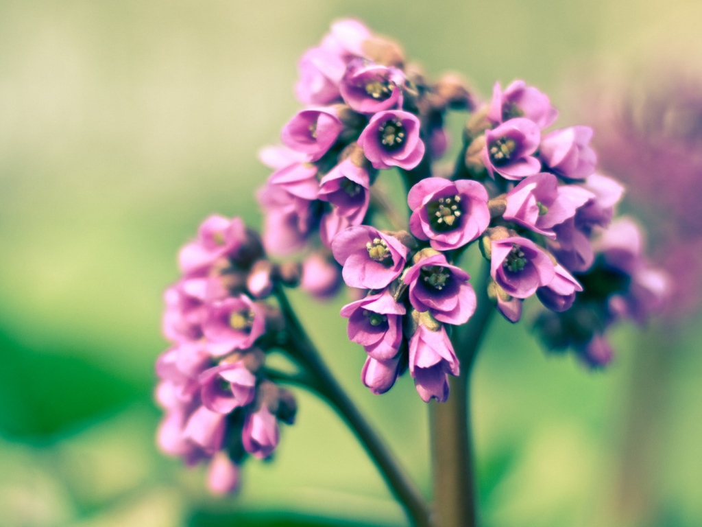 Розовые цветочки