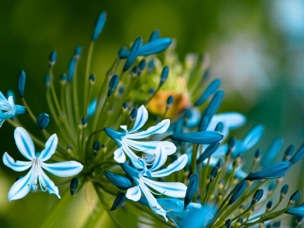 Симпатичные цветочки