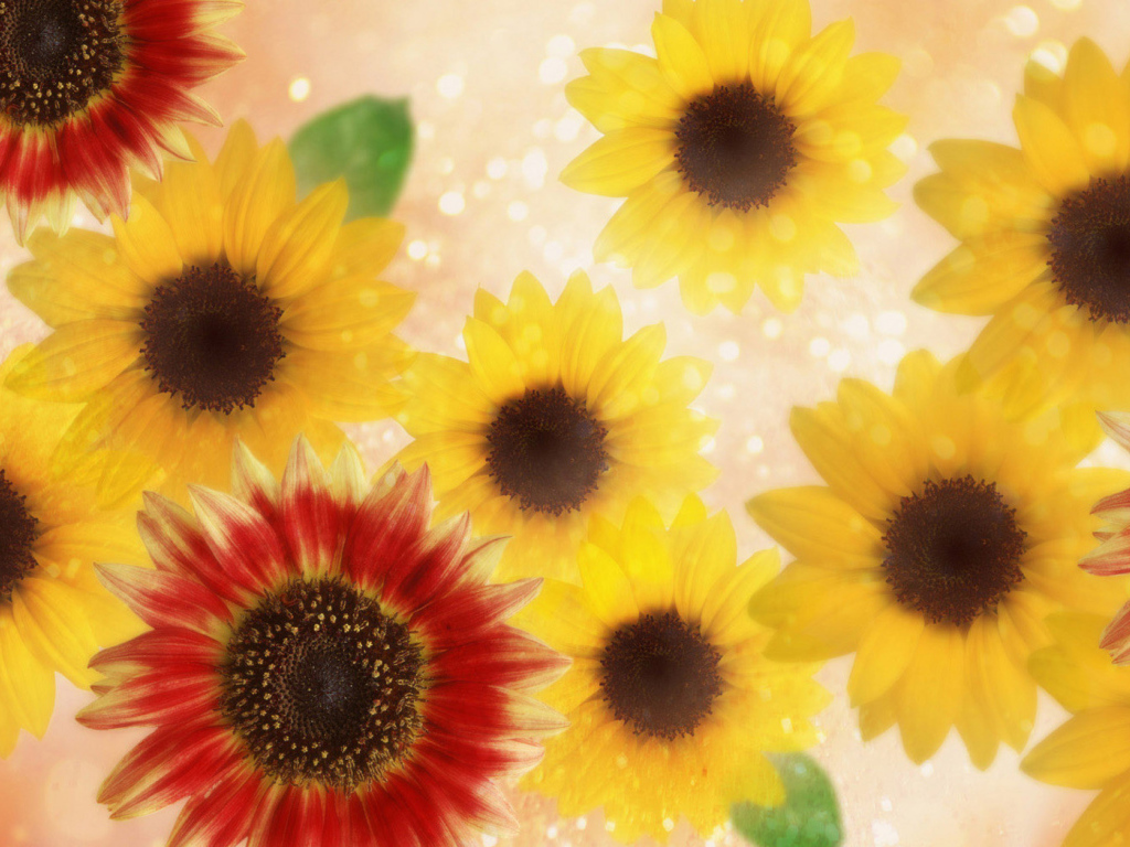 Подсолнухи