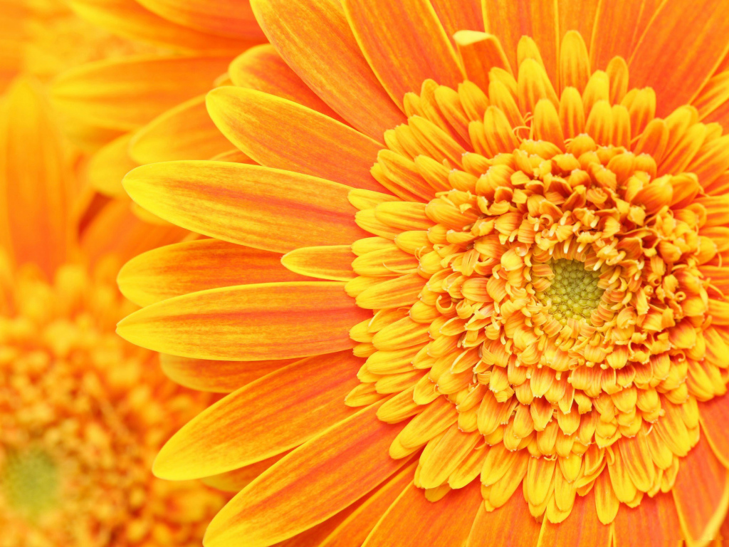 Солнечный цветок