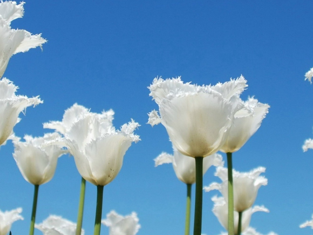 Тюльпаны-облака