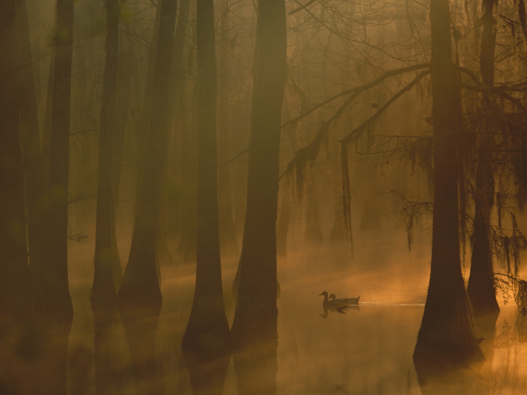 Туман в затопленном лесу