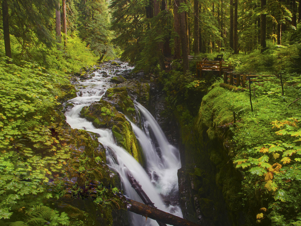 Лесной ручей