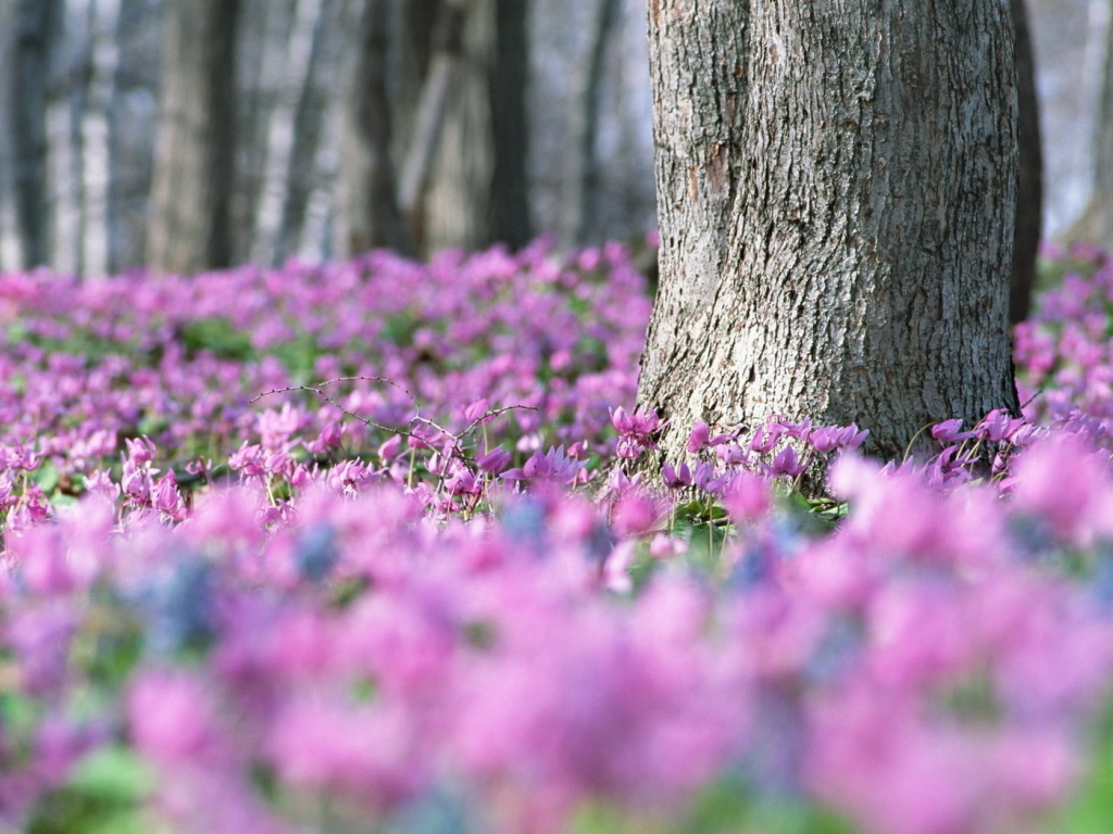 Лес в цветах