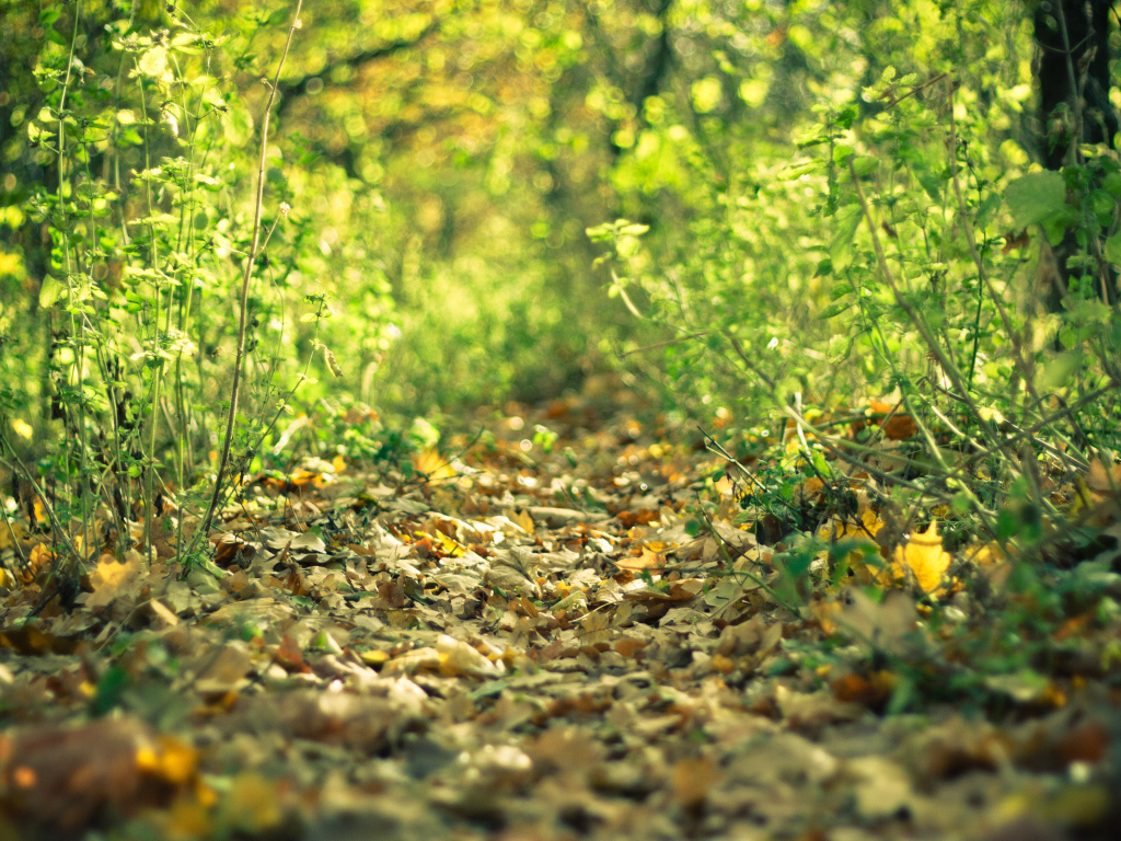 Лесная тропинка