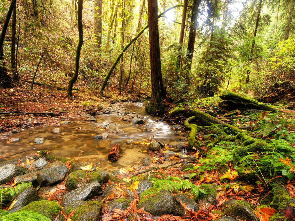 Ручей в лесной чаще