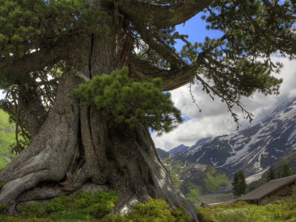 Огромная сосна