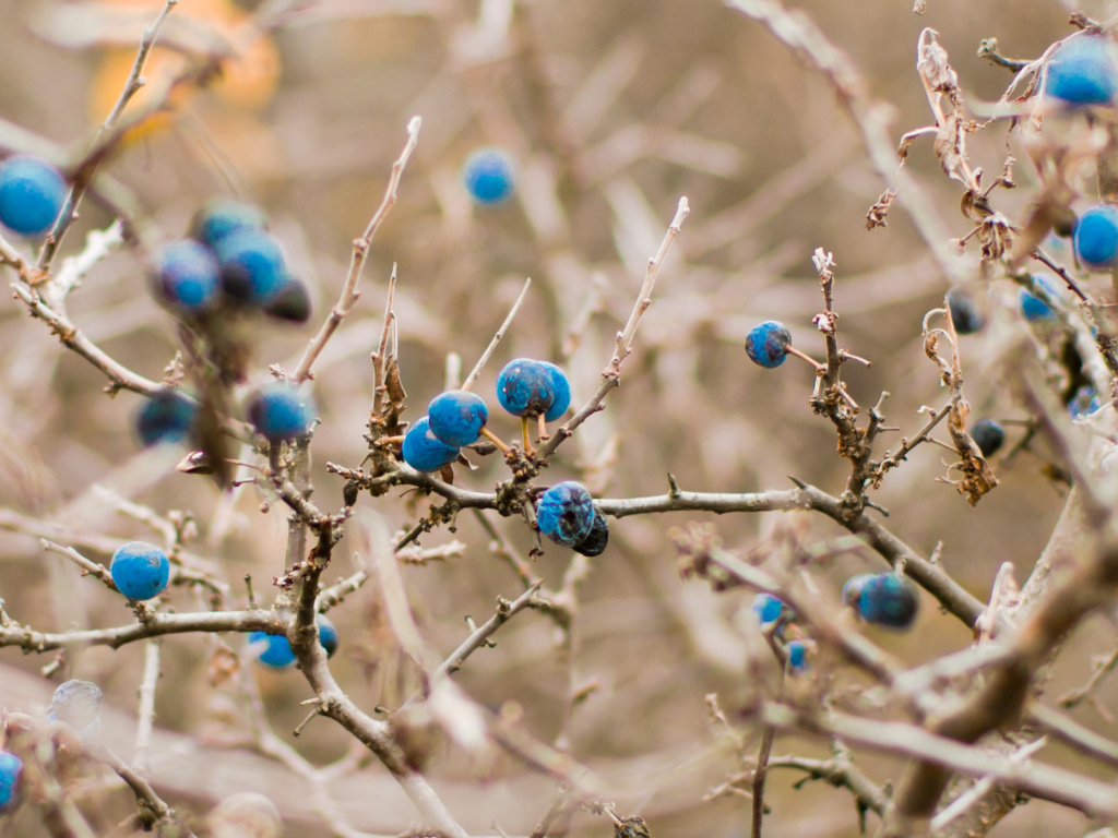 Кусты черники