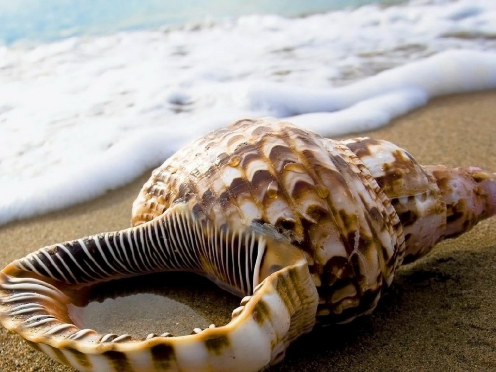 Ракушка на песке