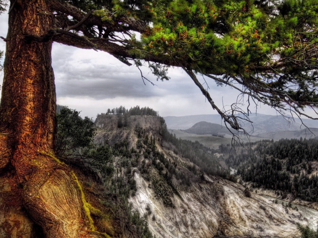 Деревья на склоне
