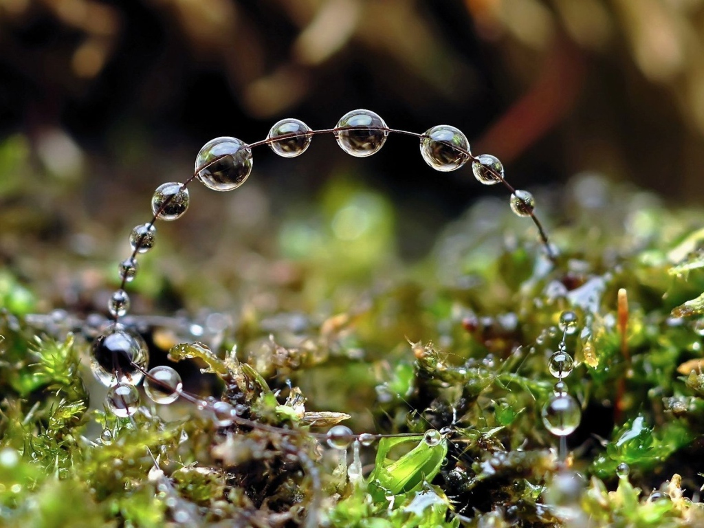 Роса на травинках