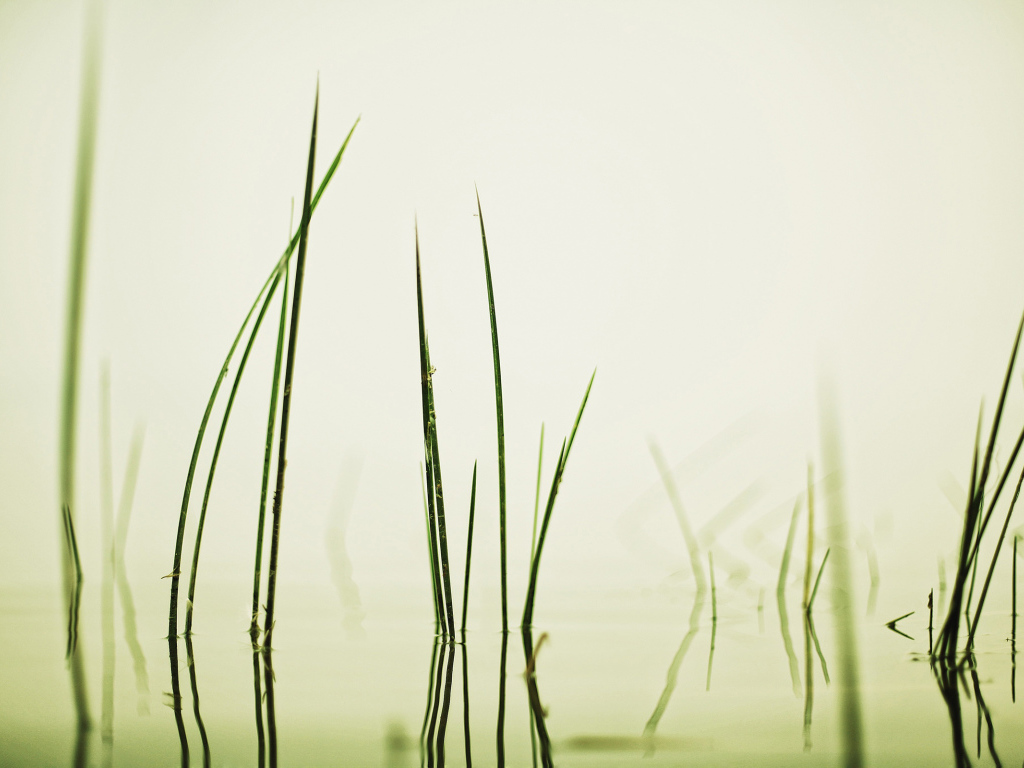 Травинки в воде