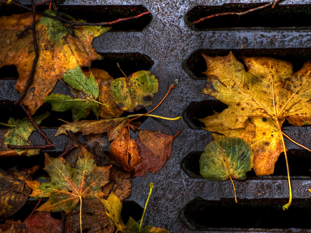 Пожелтевшие листья