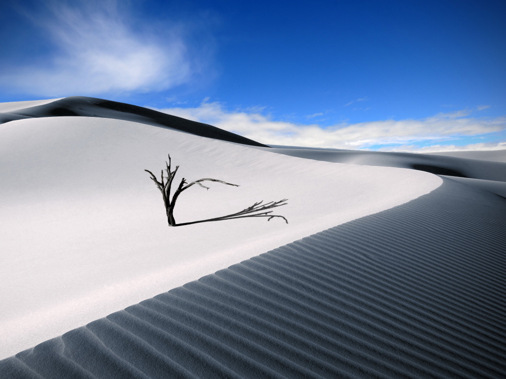 Ветка в пустыне