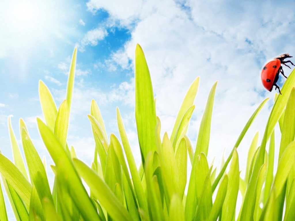 Божья коровка