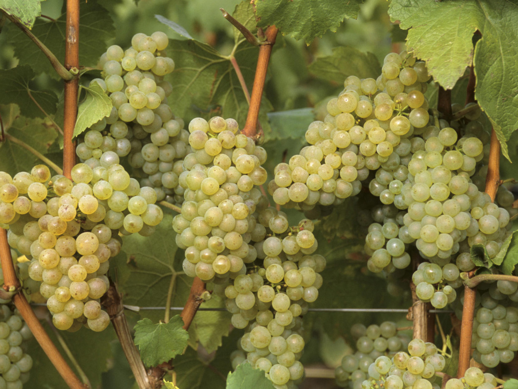 Виноград Франция