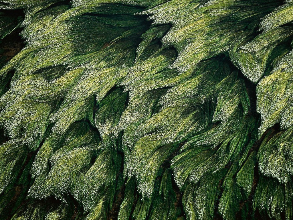 Трава в Луире