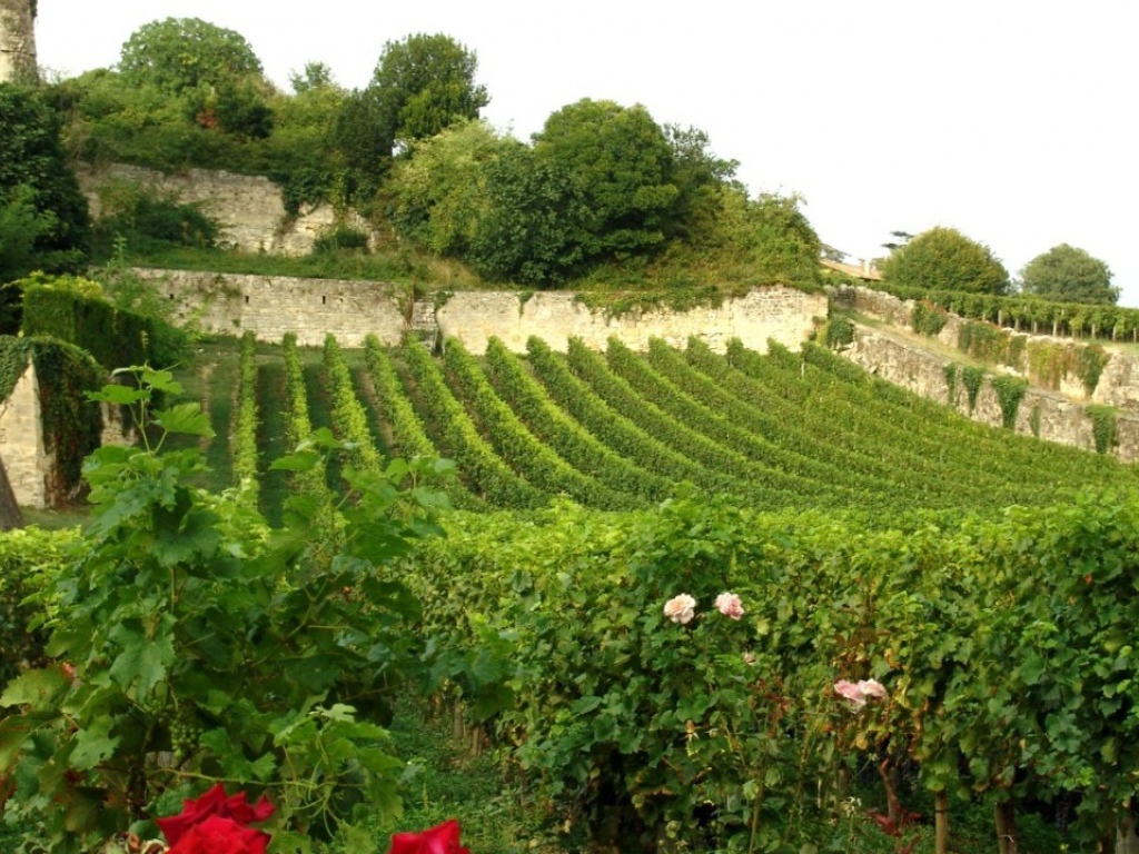 Виноградник