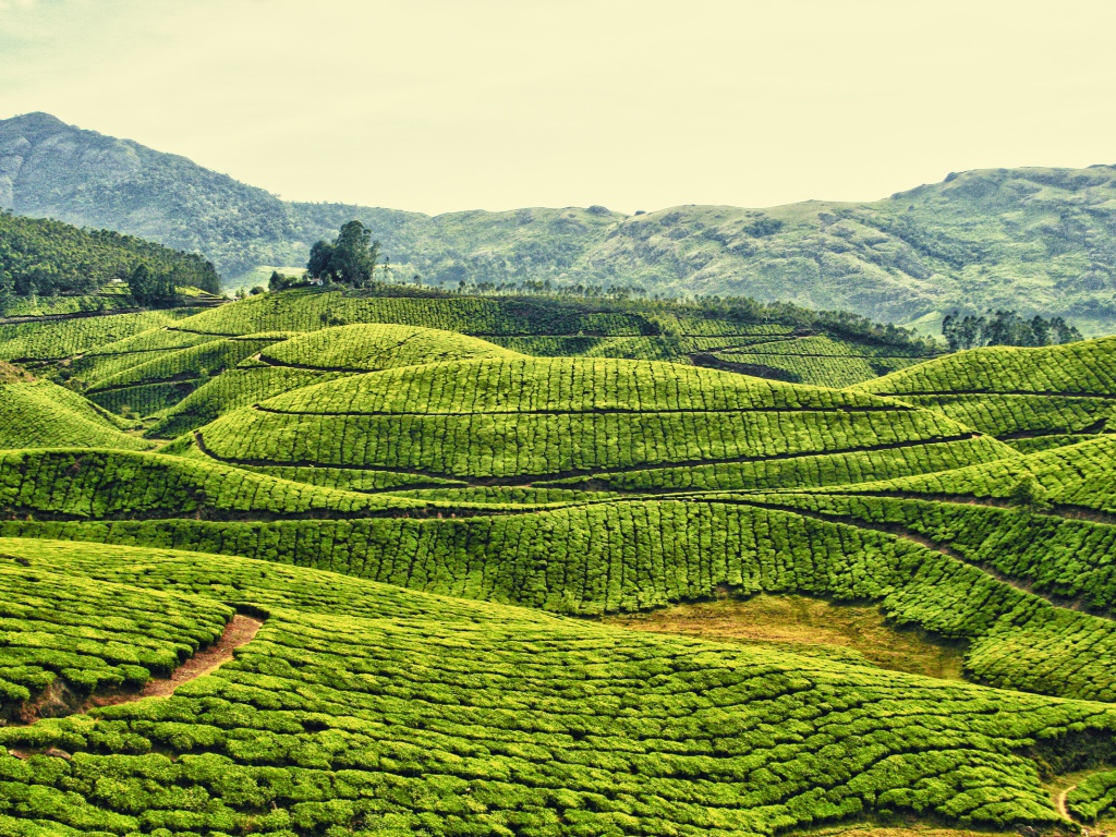 Плантации в Индии