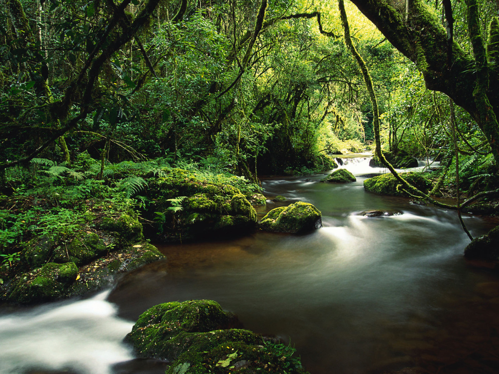 Непроходимые джунгли