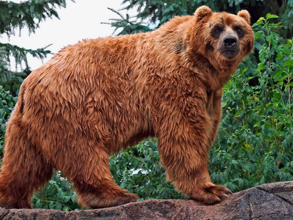 Медведь в лесу