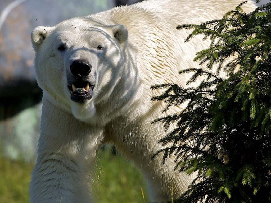 Белый медведь за елкой