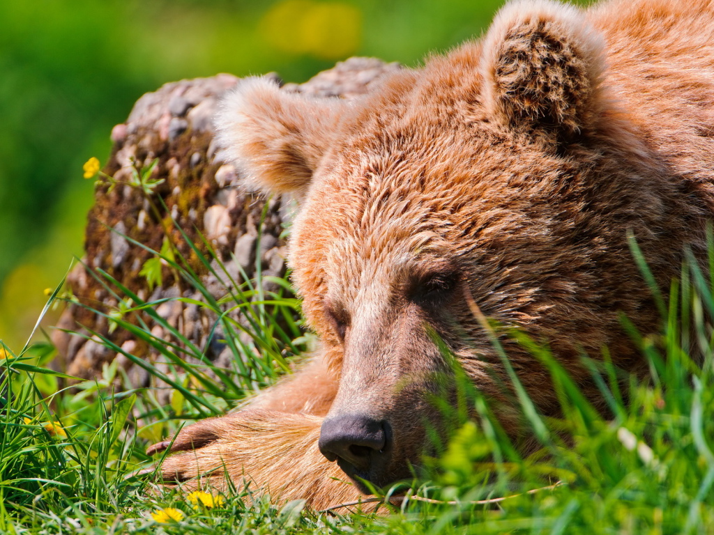 Спящий медведь