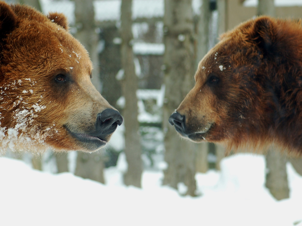 Два медведя