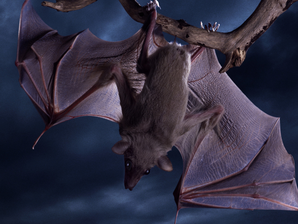 Летучая мышь