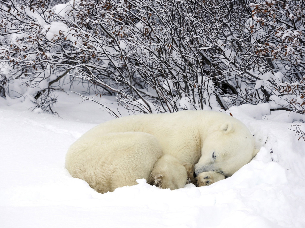 Мишка в снегу