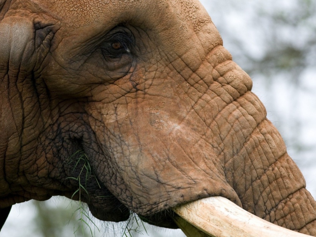 Жующий слон