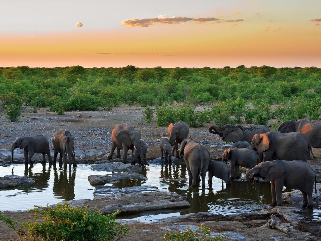Слоны на водопое