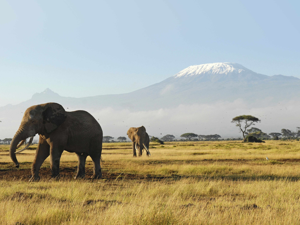Слоны гуляют